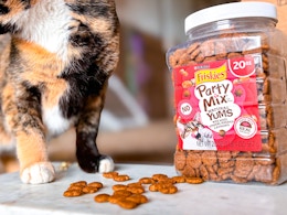 cat standing and eating cat treats