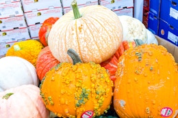costco heirloom-pumpkins