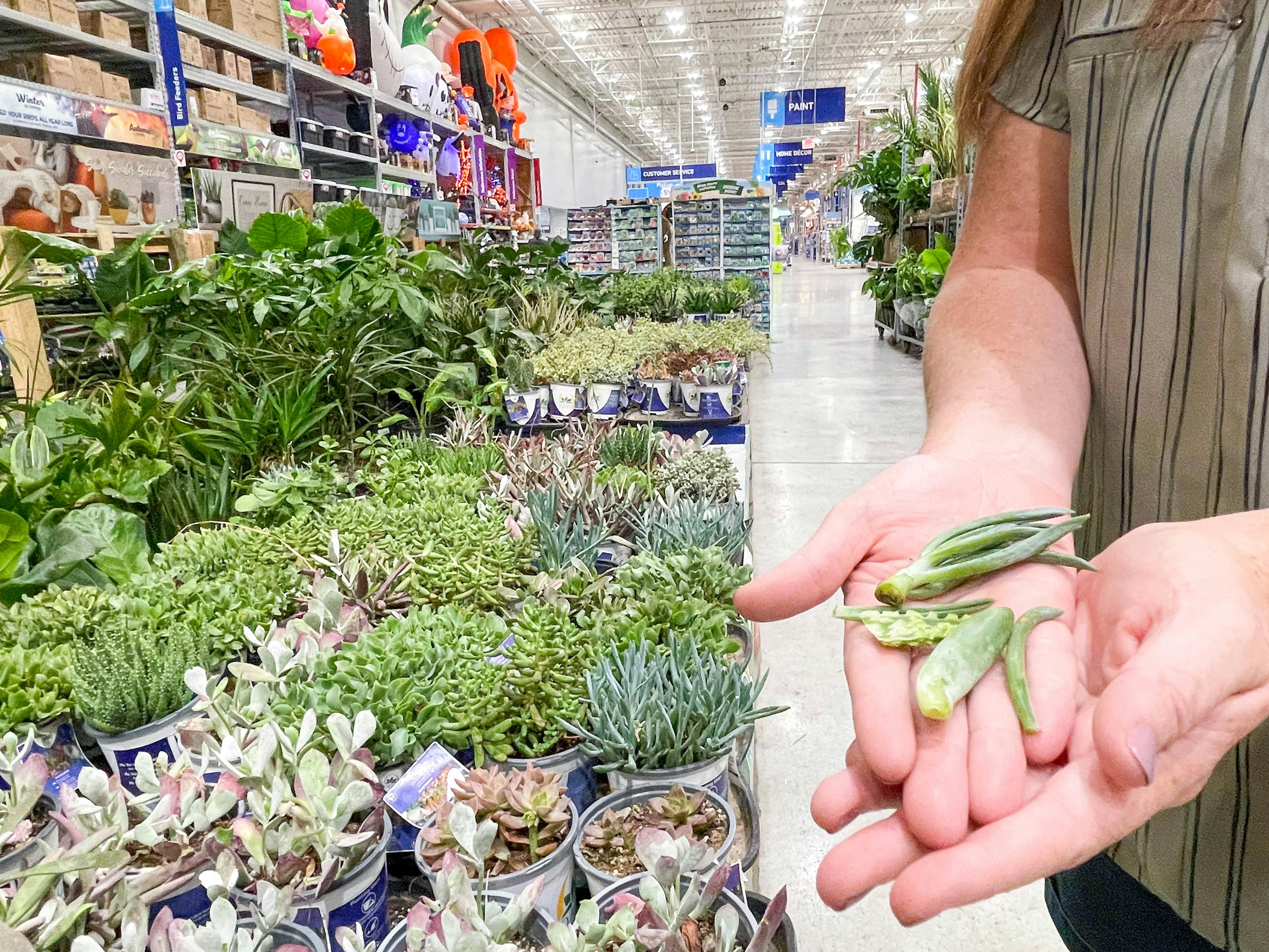 11 Cheap Hacks for Keeping Your Indoor Houseplants Alive