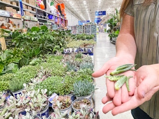 finding fallen succulent leaves in garden center
