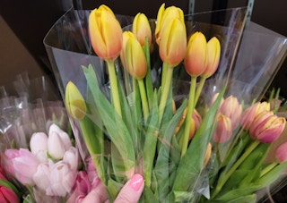 aldi fresh tulips 2022 sv 1651706814 1651706814