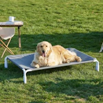 Elevated Dog Cot Bed