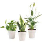 Assorted Foliage Houseplant 3-Pack