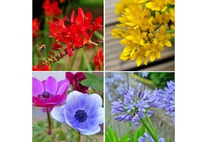 Bees and Butterflies Garden Collection