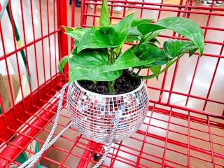 trader-joes-disco-planter-4