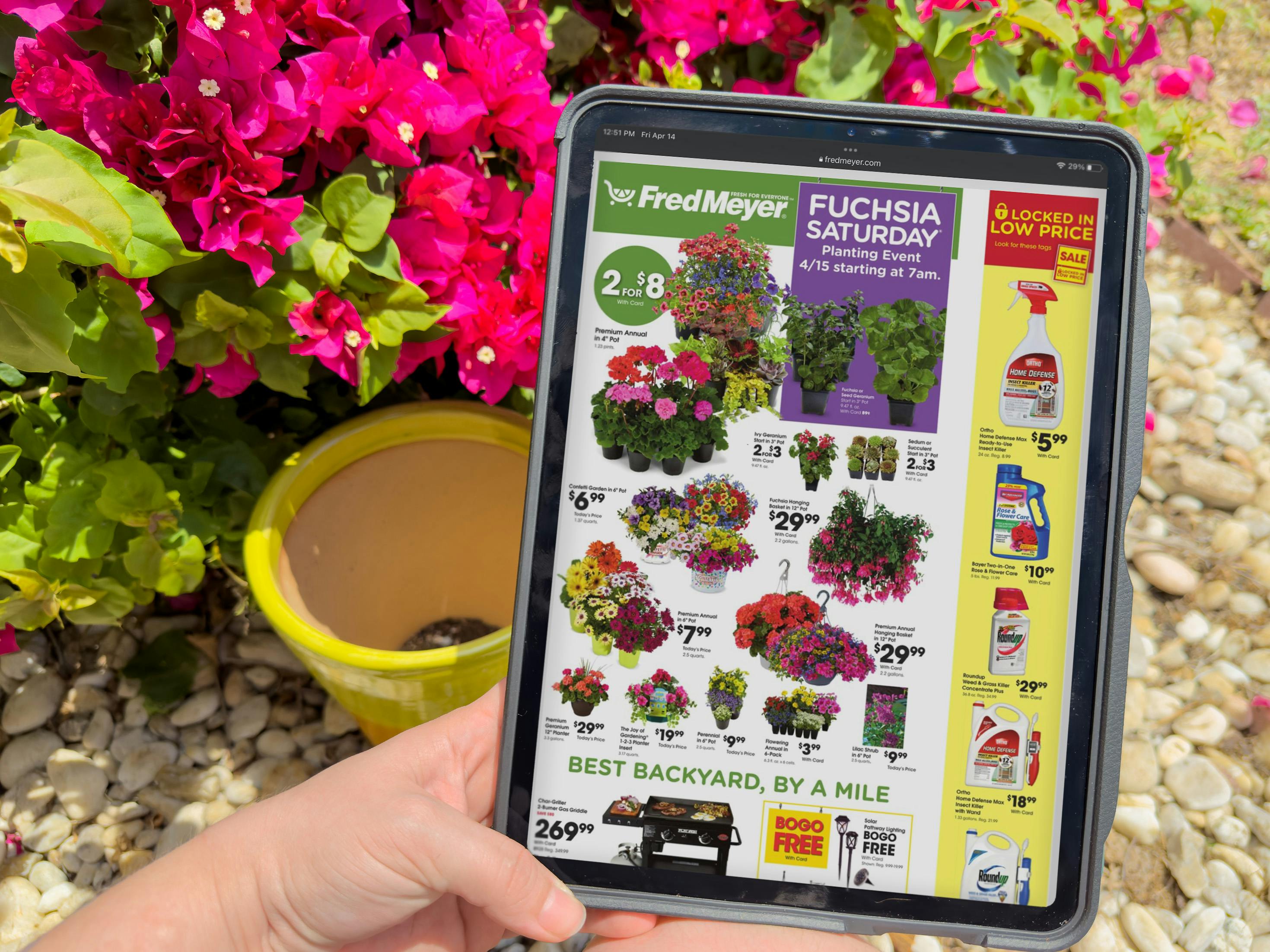 Fred Meyer Fuchsia Saturday On April 13 2024 Get Up To 25 Worth Of   Fred Meyer Fuchsia Saturday Weekly Ad Ipad Pro Screen Kcl 1681492745 1681492746 