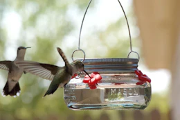 hummingbird feeder
