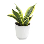 Sansevieria Superba Snake Plant