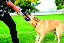 Chuckit Dog Toys: Prices Start at $3.61 on Amazon card image