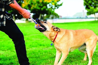 Man and dog pulling on a tug toy
