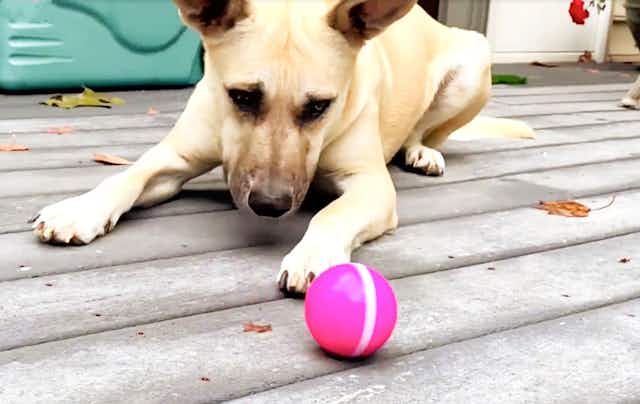 This Ball Plays With Your Dog by Itself — Save 50% For a Limited Time card image