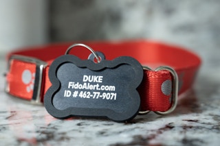 pet id tag on a collar