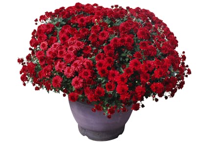 Meijer Mum