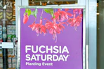 fuchsia saturday sign