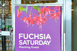 fuchsia saturday sign