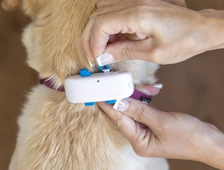 amazon dog tracker 1669654813 1669654814 e1669654832193