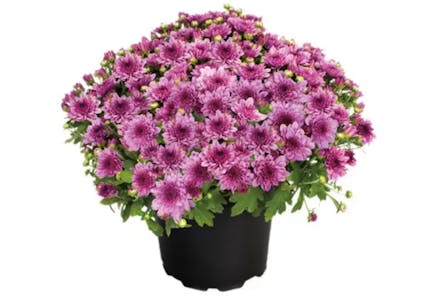 Aldi Mum