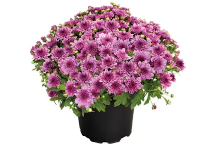 Aldi Mum