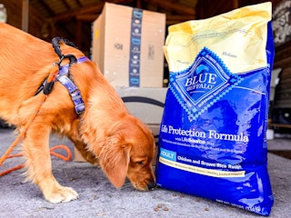 blue buffalo dog food