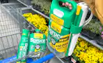 hand holding bottle of spruce weed and grass killer on walmart cart
