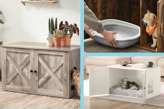 a cat coming out of enclosure, litter box in the enclosure, and bedding in enclosure