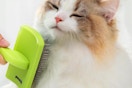 a cat being brushed