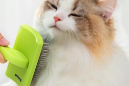 a cat being brushed