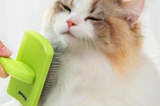 a cat being brushed