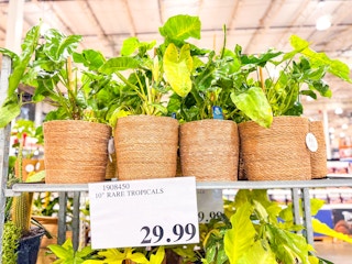 costco-plants-2