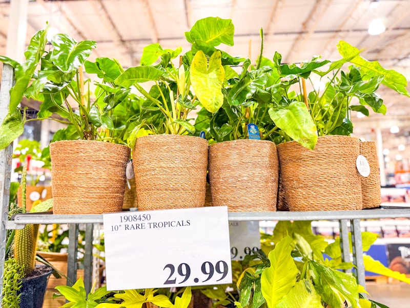 costco-plants-2