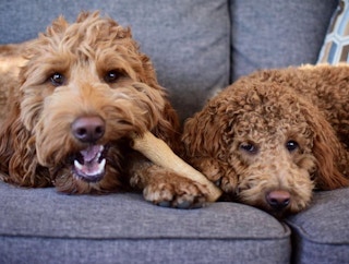 two dogs chewing on a toy