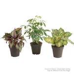 House Plant 3-Pack