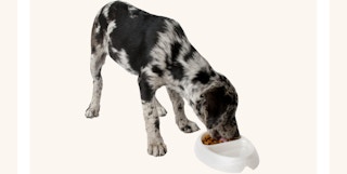 amazon petmate dish 2023 1 1679748863 1679748863