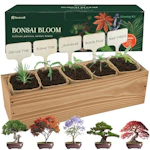 Bonsai Tree Kit