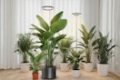 plant grow light