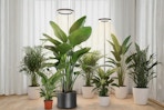 plant grow light