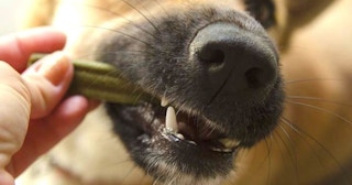 amazon wag dental chew 1642090024 1642090024