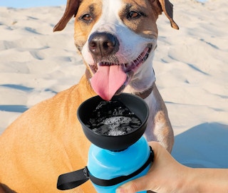 A dog drinking from a blue pet water bottle.