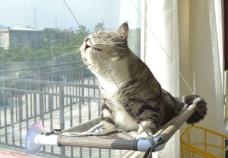 cat sitting in a window cat hammock