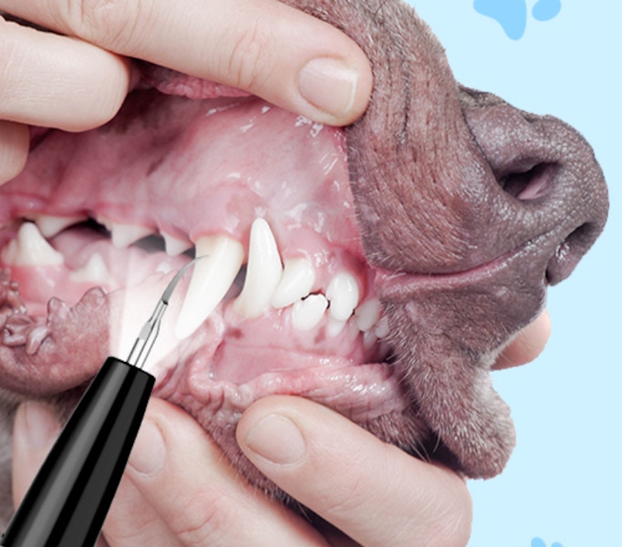 Amazon Dog Teeth Cleaning Kit 2025