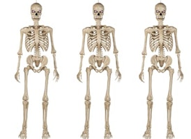Poseable Skeleton Set