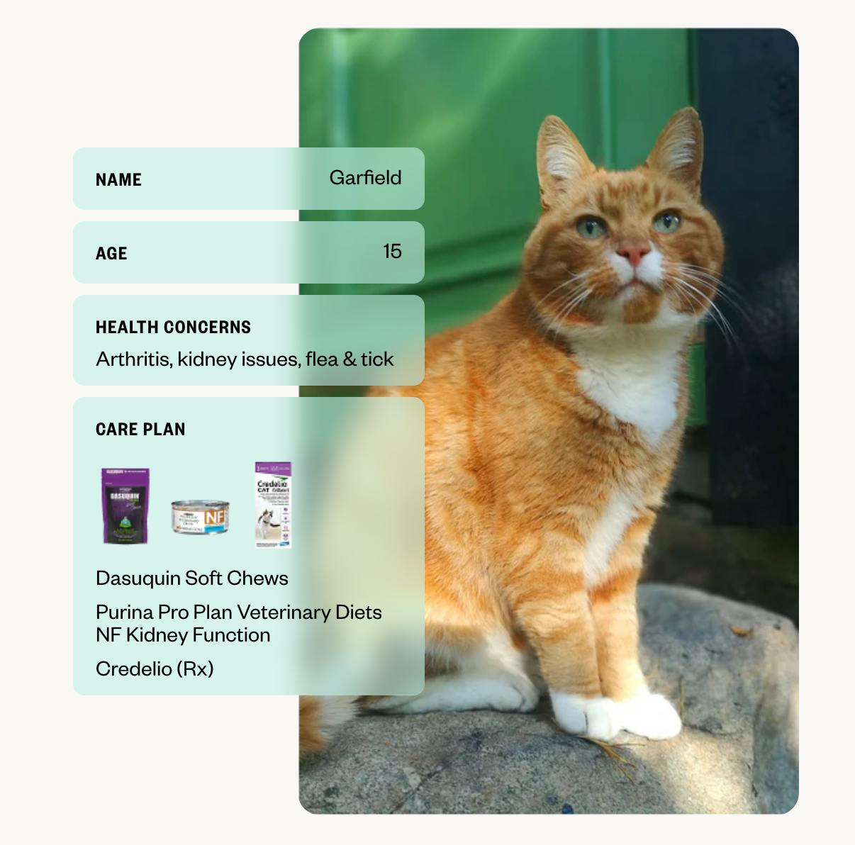 Dutch Online Vet Service