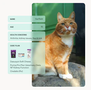 Dutch Online Vet Service