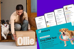 Free $199 Dog DNA Test? Ollie’s Wild Offer Is Back (But Not for Long) card image