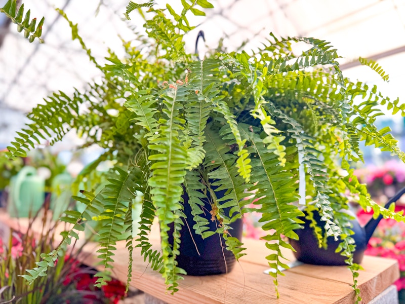 lowes-fern-baskets-1