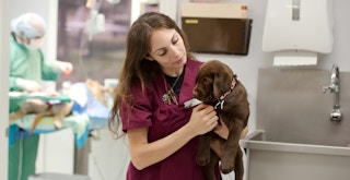 person holding a puppy at the vet