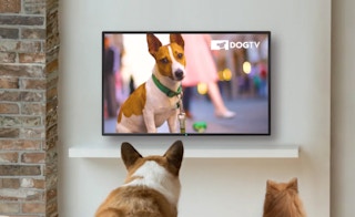 screen shot 2020 06 29 at 122458 pm 1593448007 1593448008