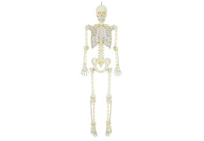 Way To Celebrate LED Skeleton
