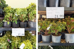 Newest Costco Plants This Month, Starting at $21.99 card image