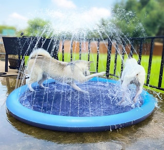 dog splash pad